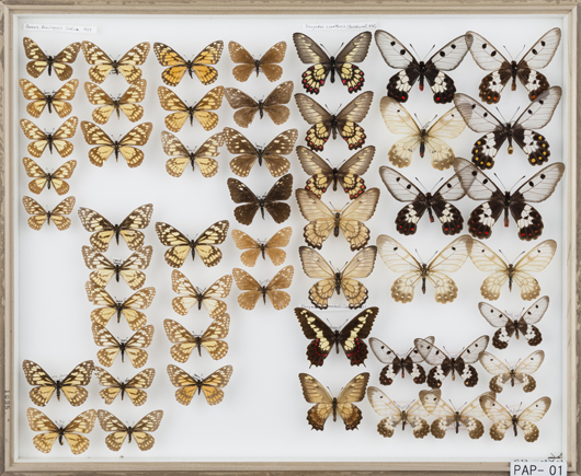 Omoto Papilionidae