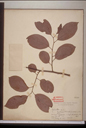 Celastraceae
