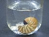 [孵化直後のオオベソオウムガイ ( Nautilus macromphalus ) の幼殻の画像]