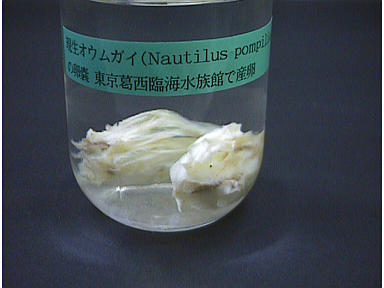 [現生オウムガイ ( Nautilus pompilius ) の卵嚢の画像]