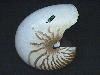 [Nautilus pompilius  (Linnaeus)(= N. belauensis Saunders, 1981) の画像]