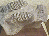 [Stegodon orientalis(Owen)の頭骨の画像]
