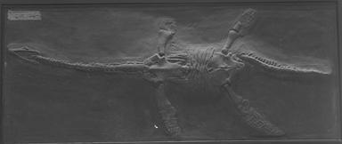 [Plesiosaurus dolichodeirus (Conybeare)の画像]