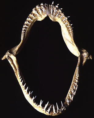 [サメ類シロワニの歯の画像]