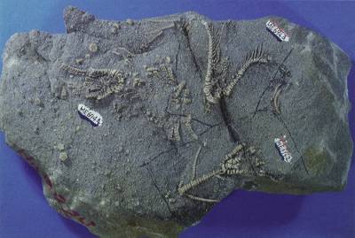 ウミユリ化石