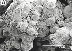 アンモノイド類の胚殻化石群
