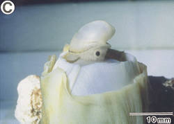 卵殻中で発育中の現生オウムガイ類