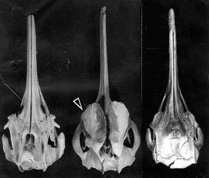 淡水性哺乳類の調査「カワイルカの頭蓋骨の比較」