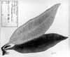 シダ類チャセンシダ属の一種
