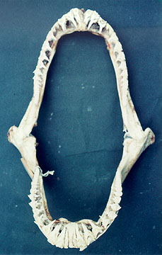 写真3　シロワニの歯