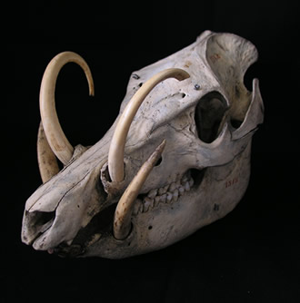 バビルーサの頭骨標本