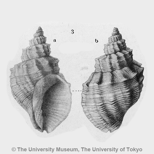 UMUT 東大博物館 新生代 腹足類化石標本 CM20088: Cancellaria 