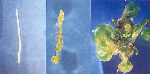 シロイヌナズナ胚軸からの苗条分化
