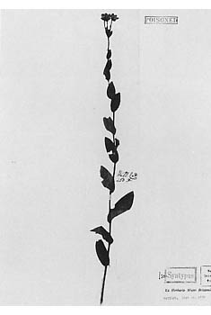 Saxifraga diversifolia γ.moorcroftiana