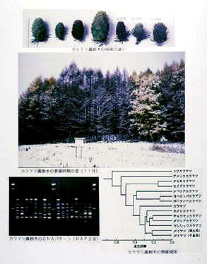 森林植物学術資料
