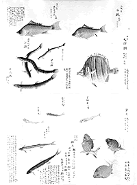 毛利元寿の遺品 梅園魚譜三