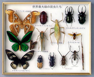 世界最大級の昆虫たち