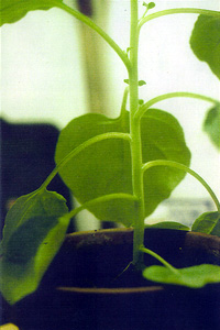 光る植物1