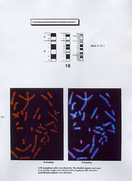 ヒト染色体写真と21番染色体の遺伝子地図