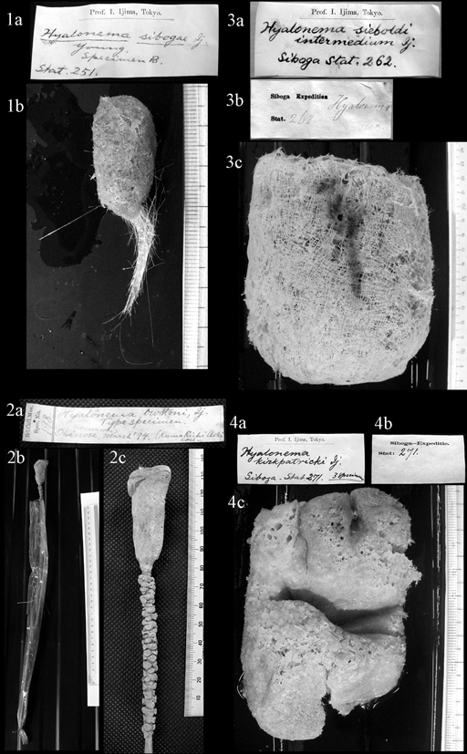Plate 1