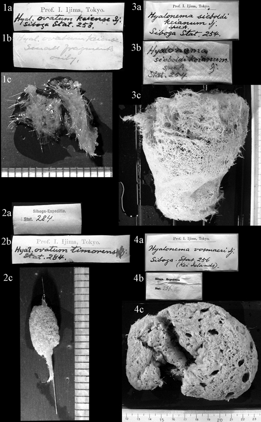 Plate 2