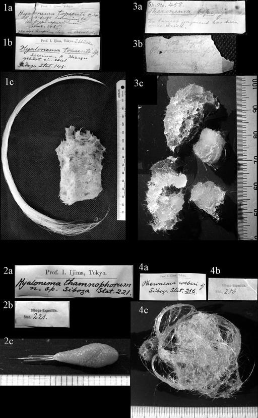 Plate 3