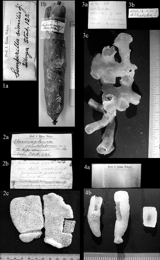Plate 4