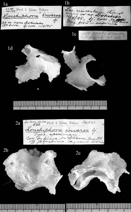 Plate 6