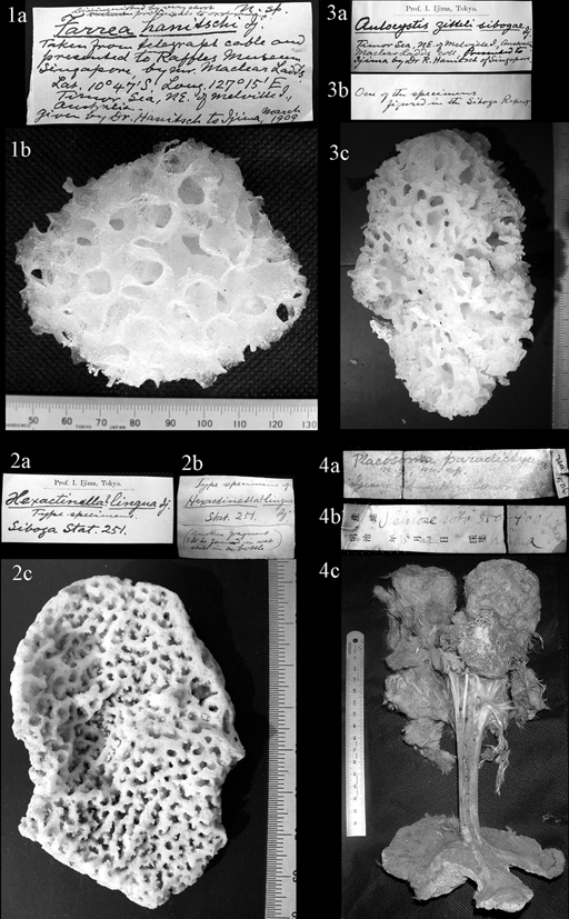 Plate 7