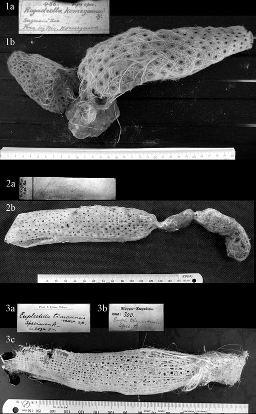 Plate 8