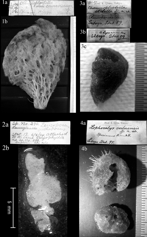 Plate 9