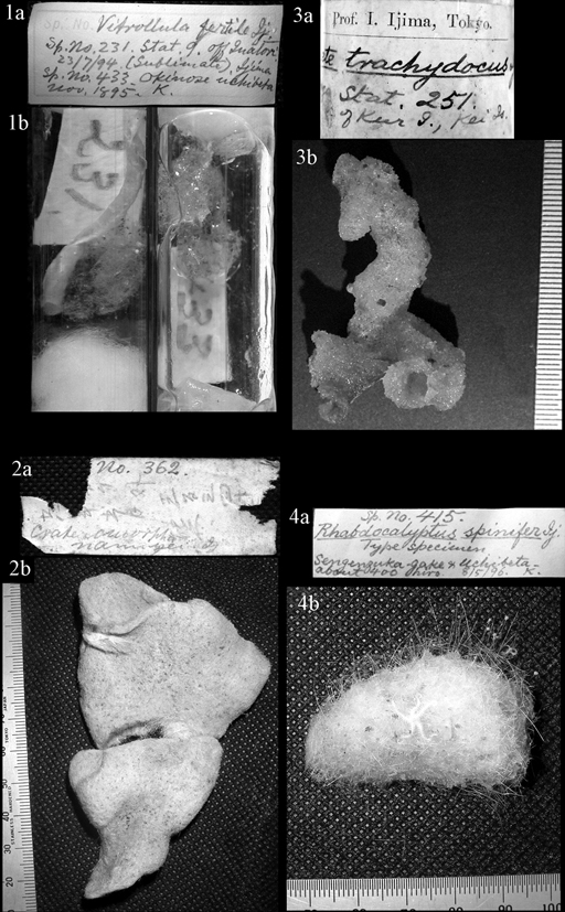 Plate 13