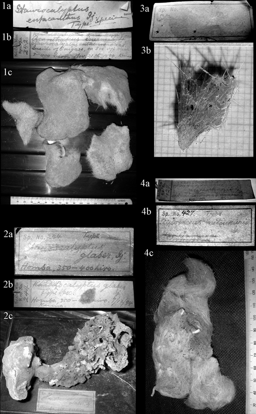Plate 11