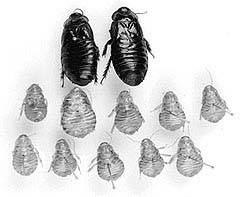 社会性昆虫の調査「オオゴキブリの家族例」