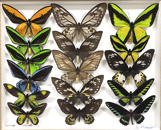 Yoshida Butterfly