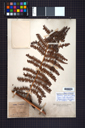 Cibotiaceae