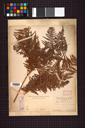 Dennstaedtiaceae