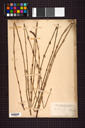 Equisetaceae