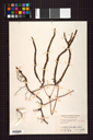 Gleicheniaceae