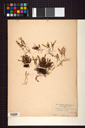 Hymenophyllaceae