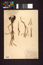 Lycopodiaceae