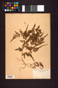 Lygodiaceae