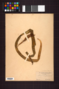 Ophioglossaceae
