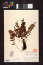Plagiogyriaceae