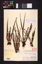 Pteridaceae