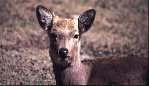 オス
