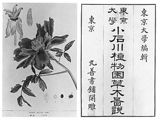 日本植物研究の歴史小石川植物園300年の歩み