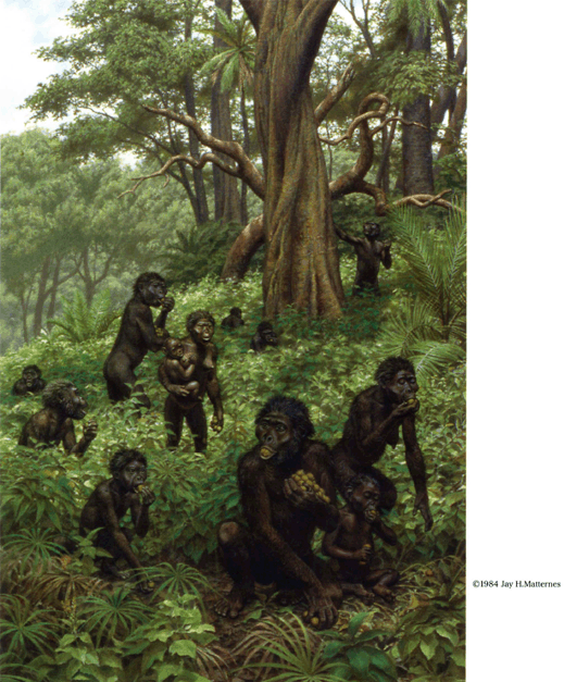 森林環境の猿人像