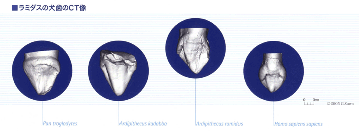 ラミダスの犬歯のCT像