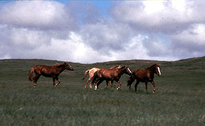 内蒙古草原を駆ける馬の群れ